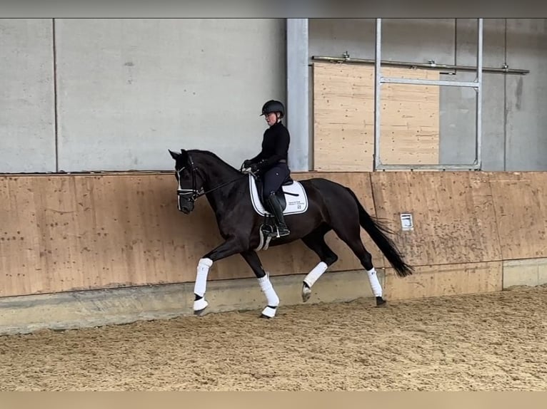 KWPN Merrie 4 Jaar 168 cm Zwartbruin in Jengen