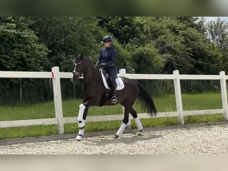 KWPN Merrie 4 Jaar 168 cm Zwartbruin in Jengen