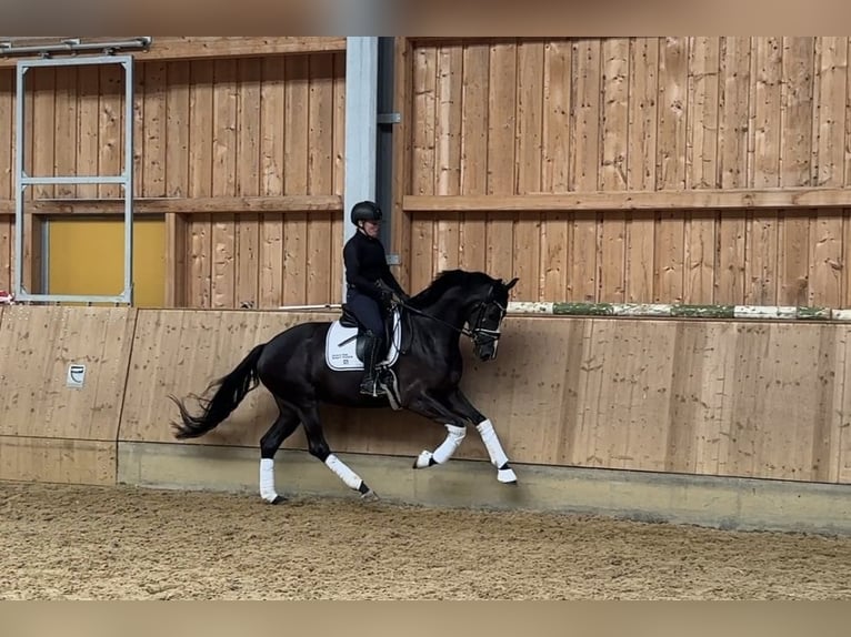 KWPN Merrie 4 Jaar 168 cm Zwartbruin in Jengen