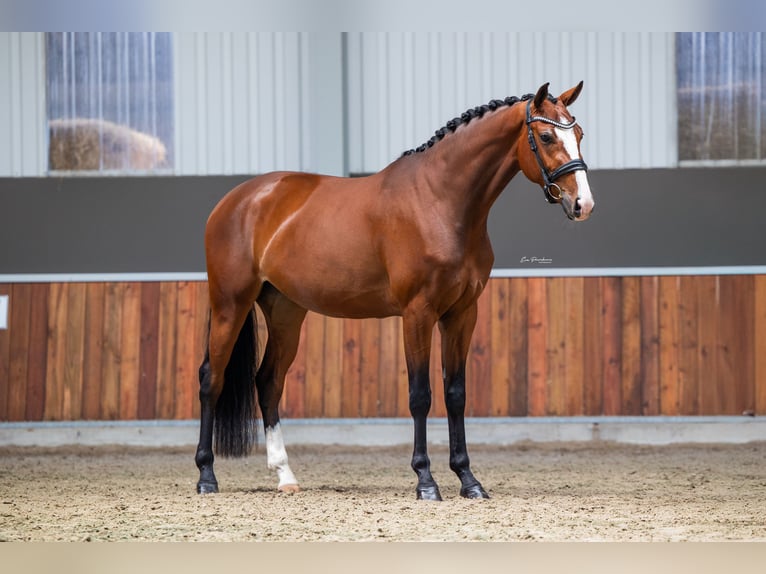 KWPN Merrie 4 Jaar 169 cm Bruin in Andijk