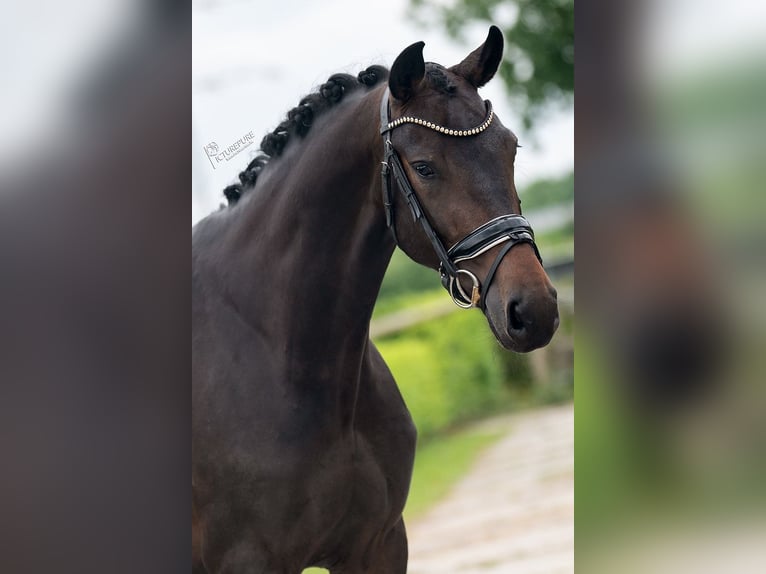 KWPN Merrie 4 Jaar 169 cm Bruin in Weert