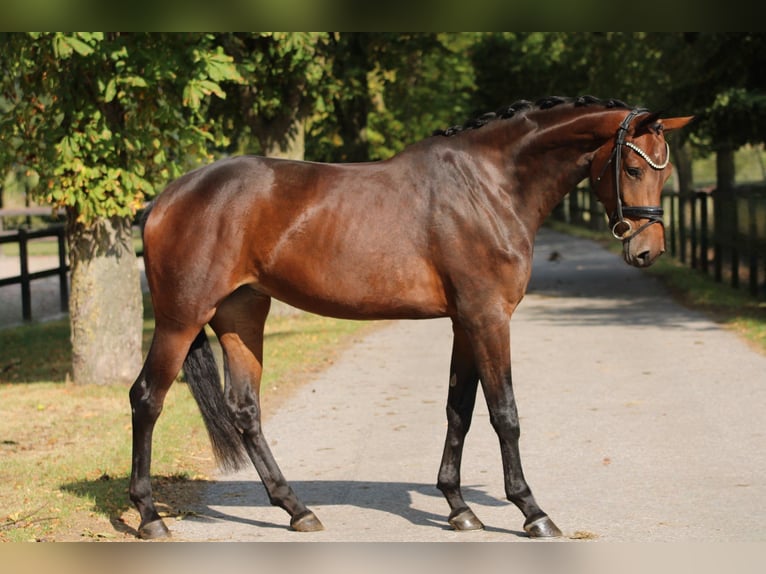 KWPN Merrie 4 Jaar 169 cm Bruin in Xanten