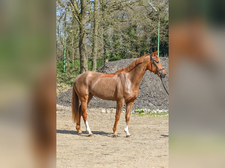 KWPN Merrie 4 Jaar 169 cm Vos in Mechelen-Aan-De-Maas
