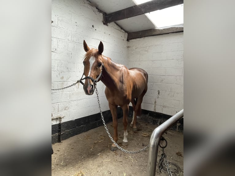 KWPN Merrie 4 Jaar 169 cm Vos in Mechelen-Aan-De-Maas