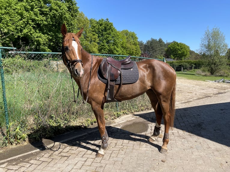 KWPN Merrie 4 Jaar 169 cm Vos in Mechelen-Aan-De-Maas