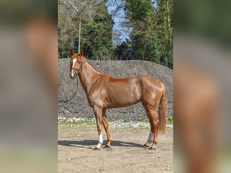 KWPN Merrie 4 Jaar 169 cm Vos in Mechelen-Aan-De-Maas