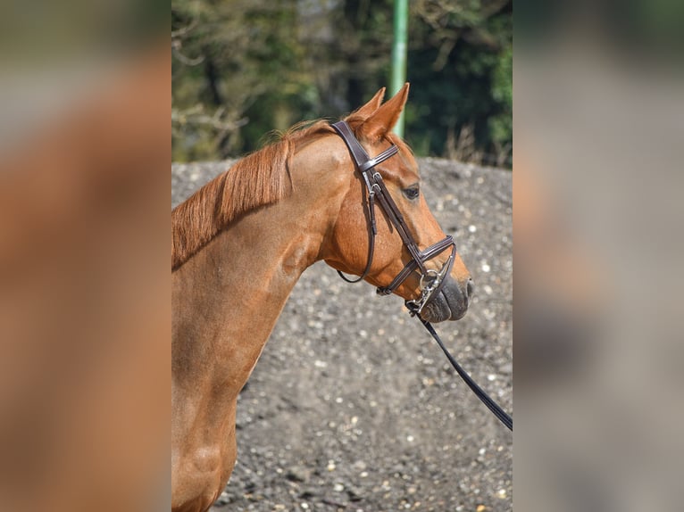KWPN Merrie 4 Jaar 169 cm Vos in zutendaal