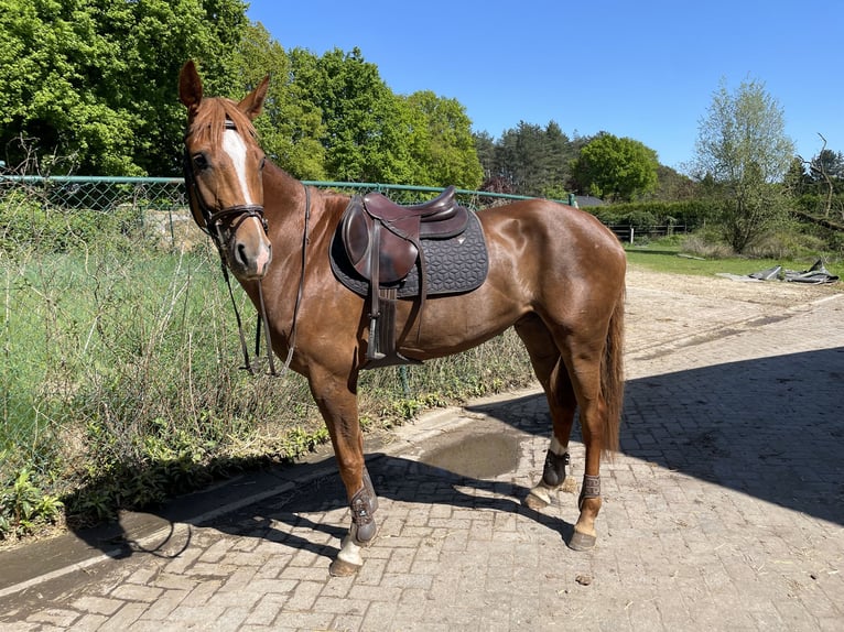 KWPN Merrie 4 Jaar 169 cm Vos in zutendaal