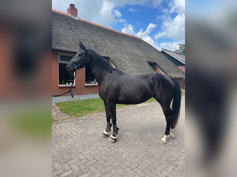 KWPN Merrie 4 Jaar 169 cm Zwartbruin in DoezumDoezum