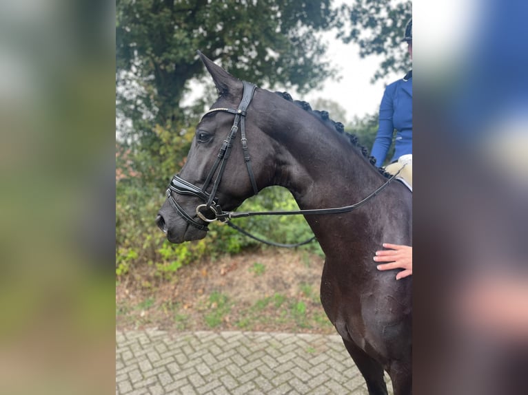 KWPN Merrie 4 Jaar 169 cm Zwartbruin in DoezumDoezum