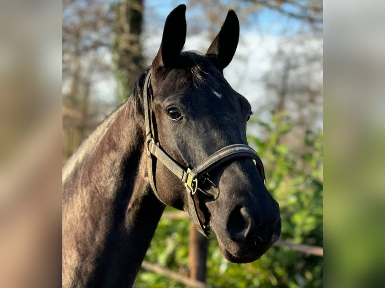 KWPN Merrie 4 Jaar 169 cm Zwartbruin in DoezumDoezum