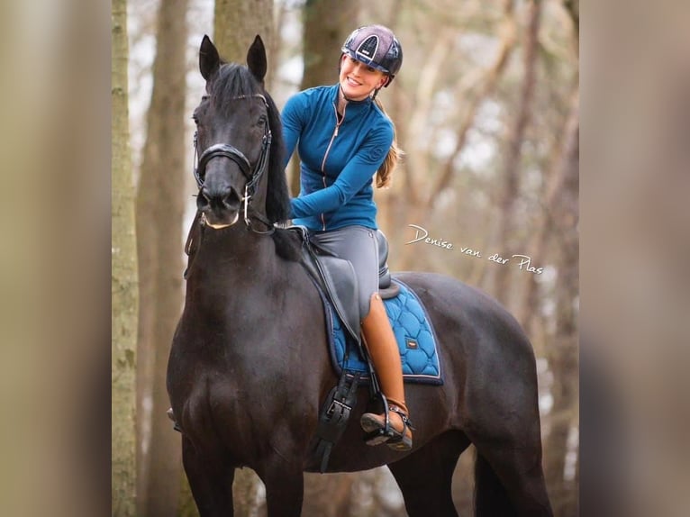 KWPN Merrie 4 Jaar 170 cm Bruin in Almkerk