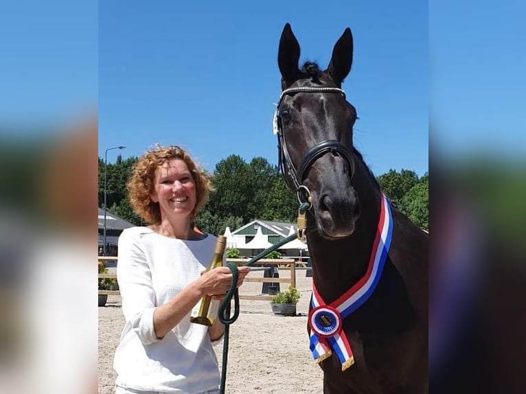 KWPN Merrie 4 Jaar 170 cm Bruin in Almkerk
