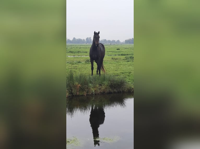 KWPN Merrie 4 Jaar 170 cm Bruin in Harlingen