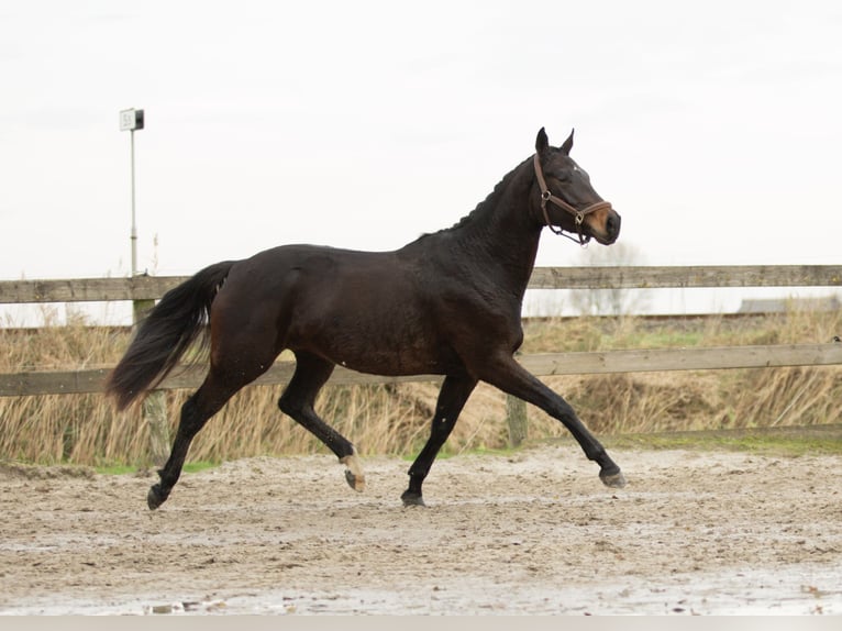 KWPN Merrie 4 Jaar 170 cm Bruin in Harlingen