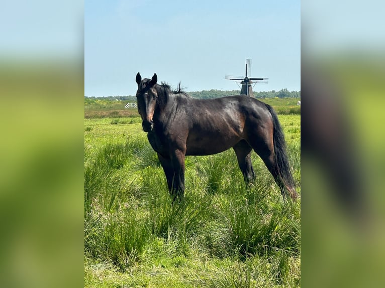 KWPN Merrie 4 Jaar 170 cm Bruin in Harlingen