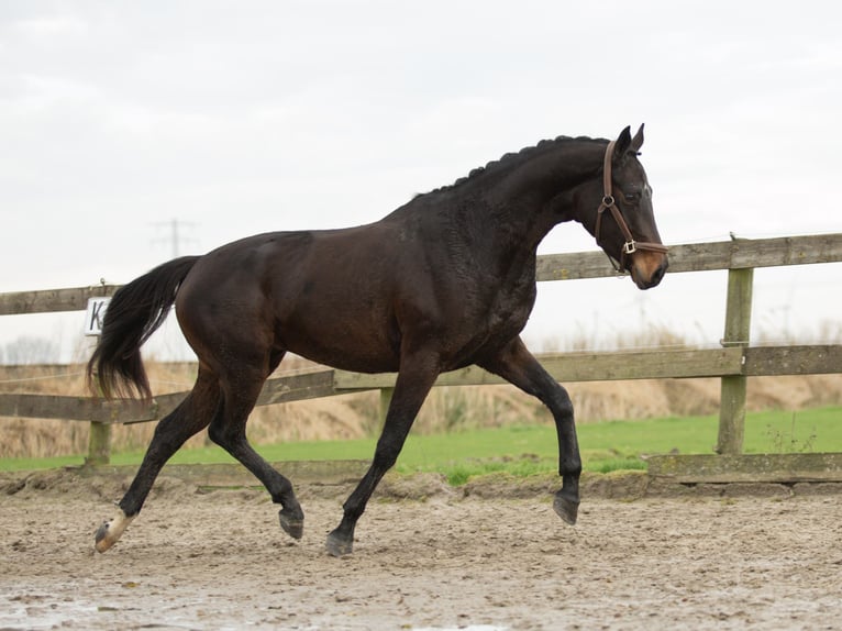 KWPN Merrie 4 Jaar 170 cm Bruin in Harlingen