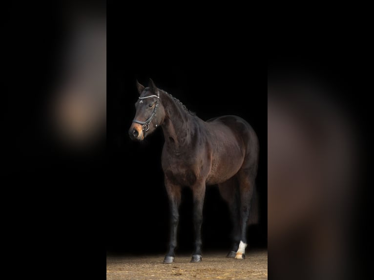 KWPN Merrie 4 Jaar 170 cm Bruin in Harlingen