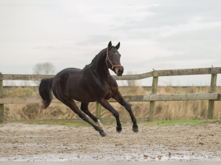 KWPN Merrie 4 Jaar 170 cm Bruin in Harlingen