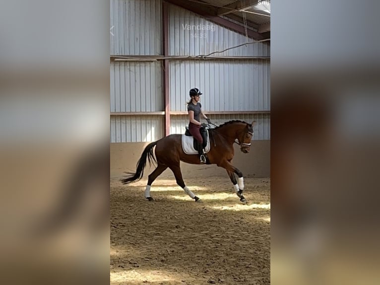 KWPN Merrie 4 Jaar 170 cm Bruin in Moergestel