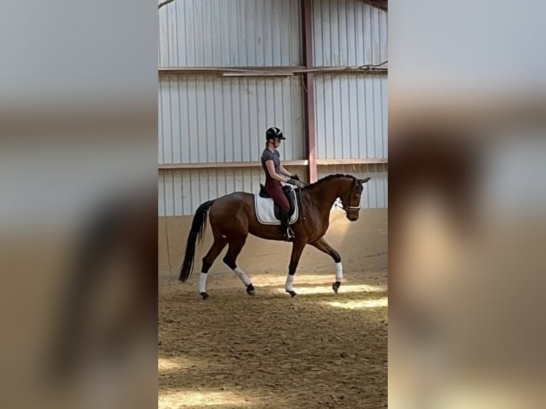 KWPN Merrie 4 Jaar 170 cm Bruin in Moergestel