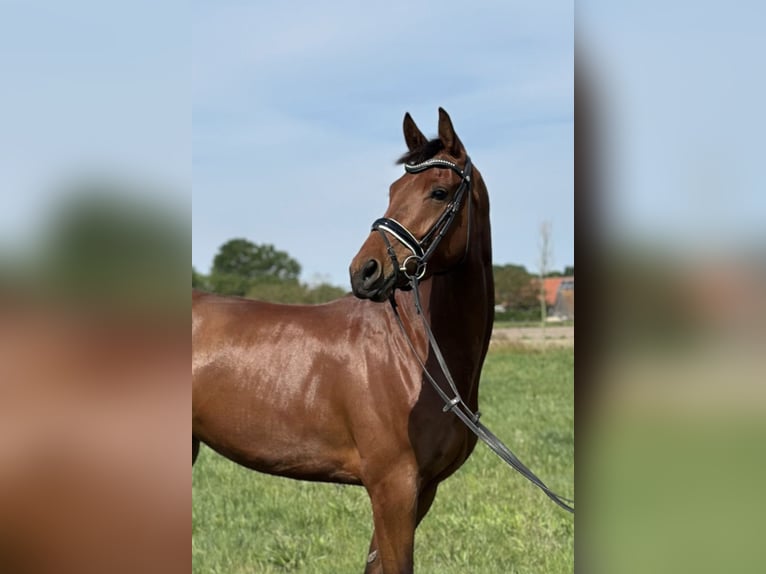 KWPN Merrie 4 Jaar 170 cm Bruin in Moergestel