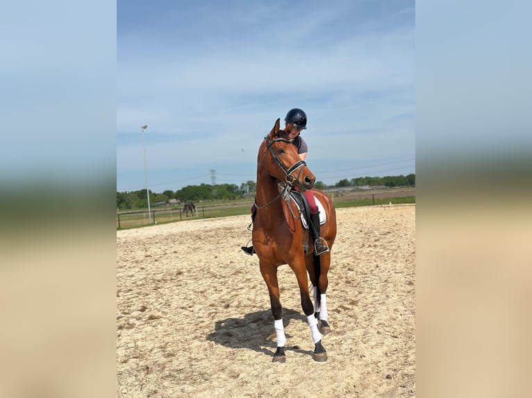KWPN Merrie 4 Jaar 170 cm Bruin in Moergestel