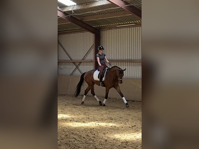 KWPN Merrie 4 Jaar 170 cm Bruin in Moergestel