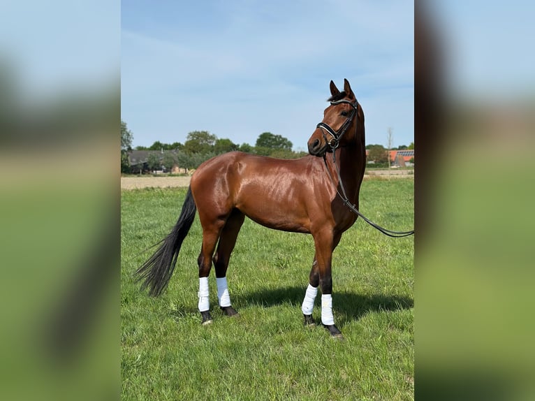 KWPN Merrie 4 Jaar 170 cm Bruin in Moergestel
