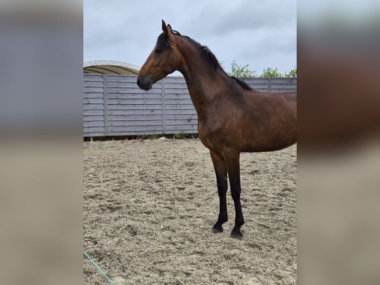 KWPN Merrie 4 Jaar 170 cm Bruin in Gelenau/Erzgebirge
