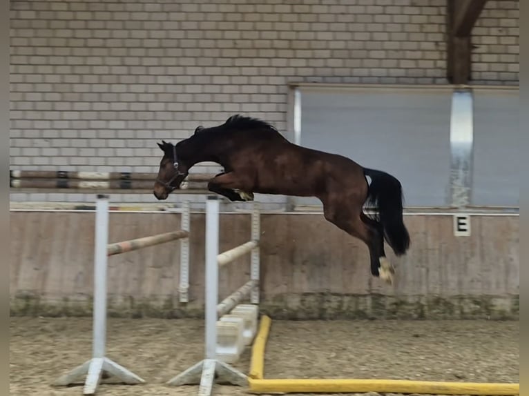 KWPN Merrie 4 Jaar 170 cm Bruin in Königsbach-Stein
