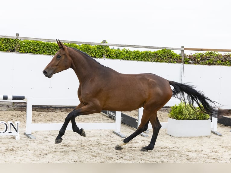 KWPN Merrie 4 Jaar 170 cm Bruin in Waddinxveen