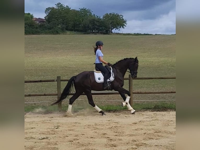 KWPN Merrie 4 Jaar 170 cm Donkerbruin in Agen