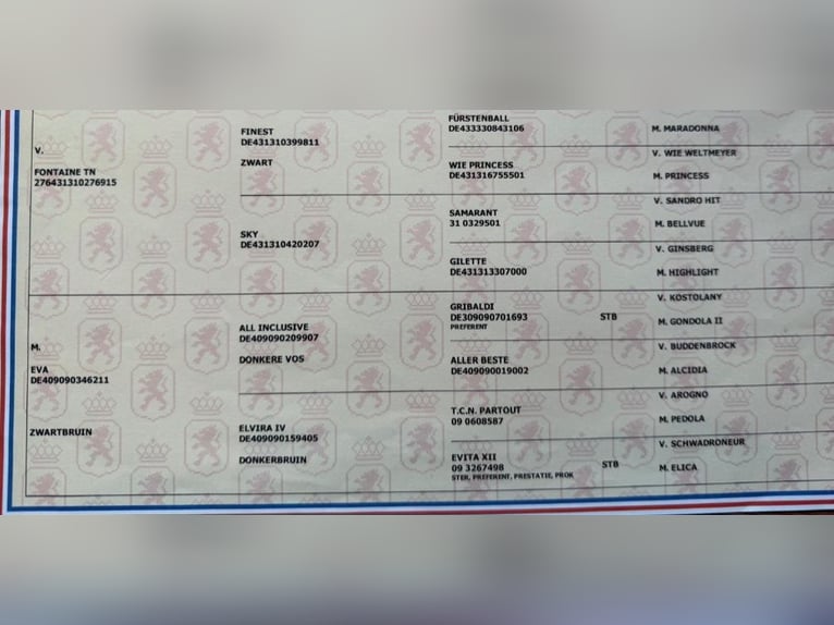 KWPN Merrie 4 Jaar 170 cm Donkerbruin in Huizen