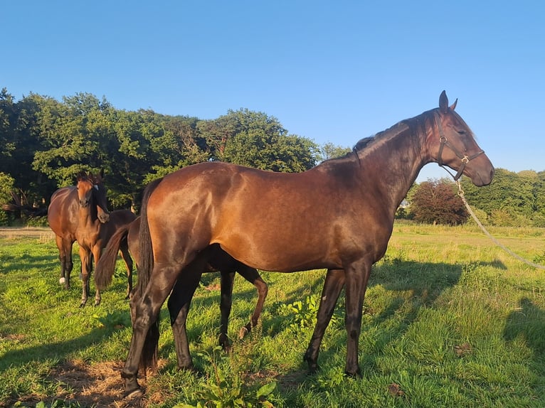 KWPN Merrie 4 Jaar 170 cm Donkerbruin in Huizen