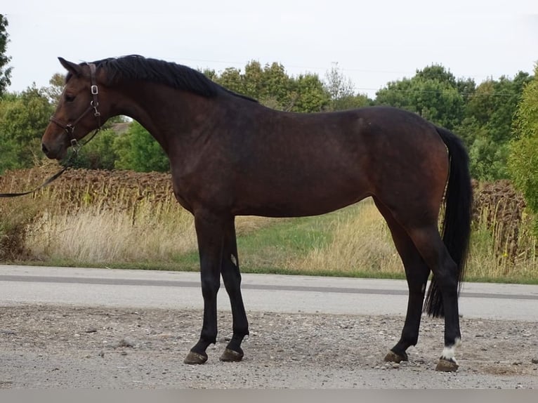 KWPN Merrie 4 Jaar 170 cm Donkerbruin in Alt Mölln