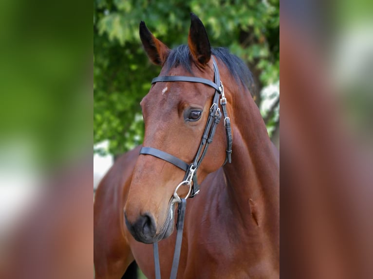 KWPN Merrie 4 Jaar 170 cm Roodbruin in B&#xE9;k&#xE9;scsaba