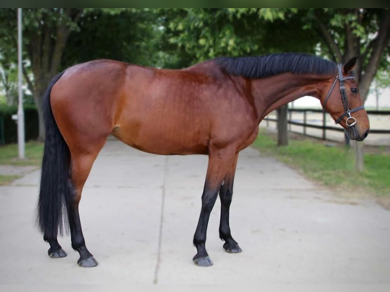 KWPN Merrie 4 Jaar 170 cm Roodbruin in B&#xE9;k&#xE9;scsaba