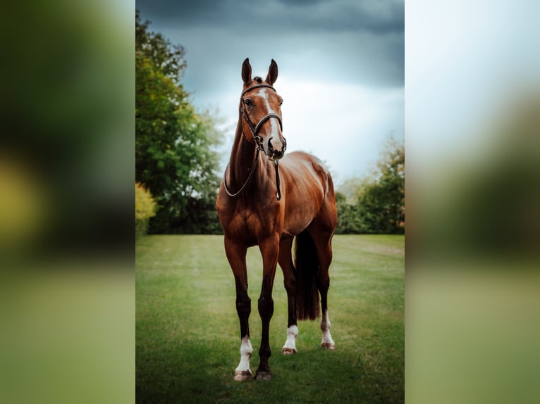 KWPN Merrie 4 Jaar 170 cm Roodbruin in Sibculo