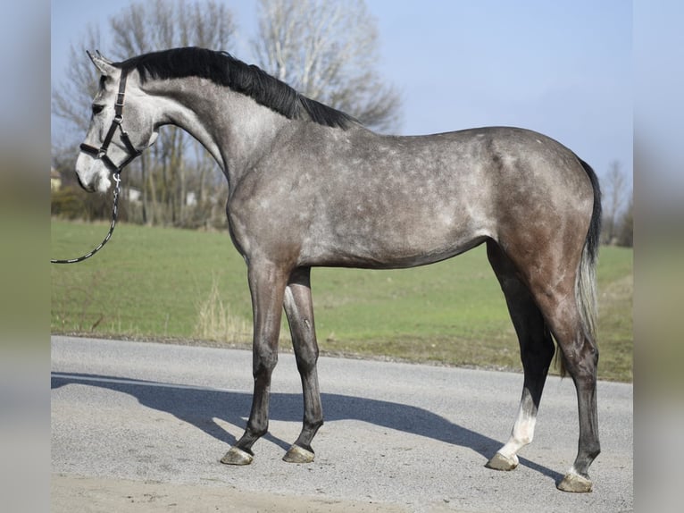 KWPN Merrie 4 Jaar 170 cm Schimmel in Szarvas