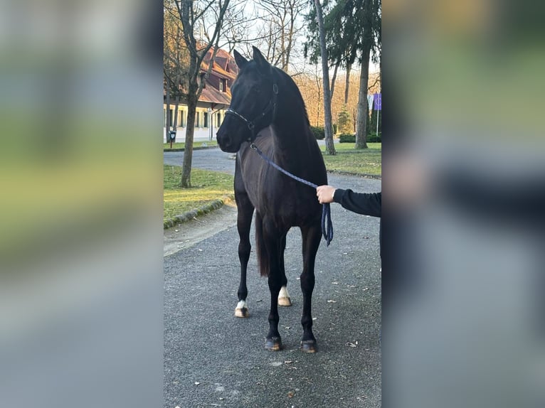 KWPN Merrie 4 Jaar 170 cm in Halbenrain