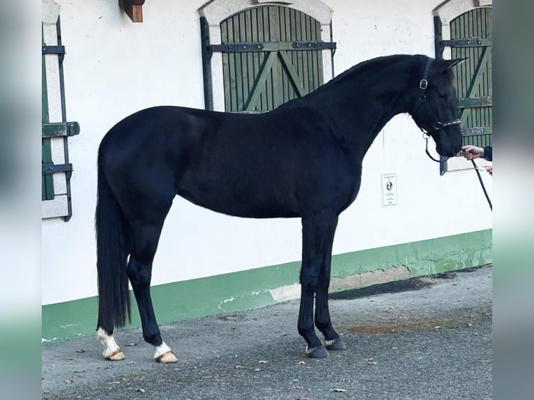 KWPN Merrie 4 Jaar 170 cm in Halbenrain