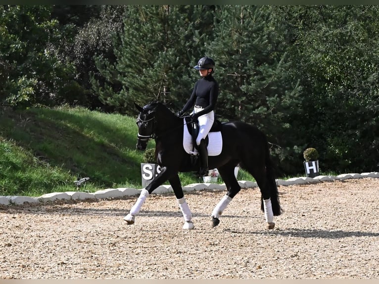KWPN Merrie 4 Jaar 170 cm Zwart in Czech