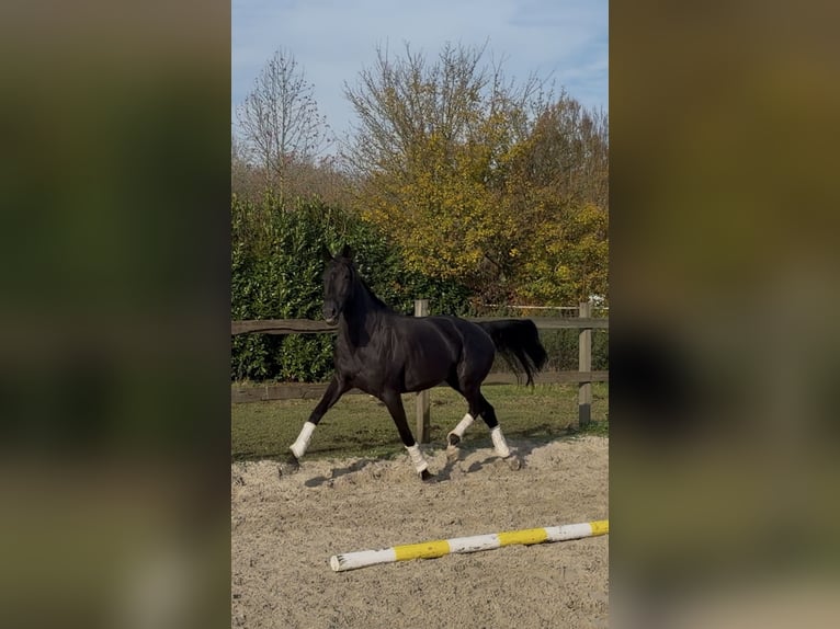 KWPN Merrie 4 Jaar 170 cm Zwart in Lelystad