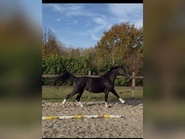 KWPN Merrie 4 Jaar 170 cm Zwart in Lelystad