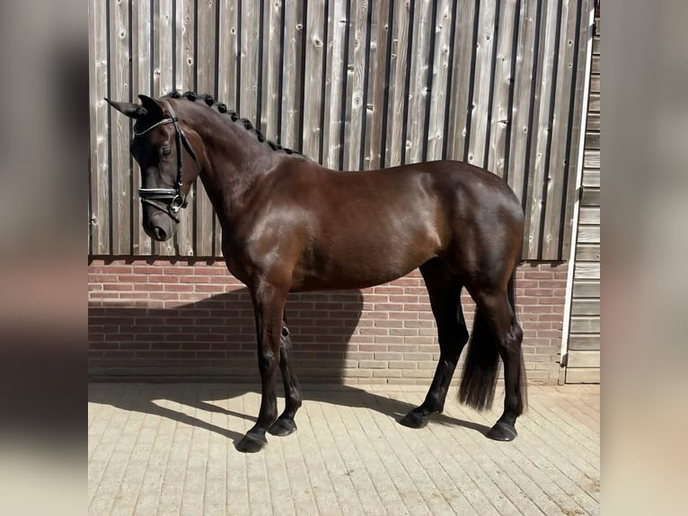 KWPN Merrie 4 Jaar 170 cm Zwart in Leusden