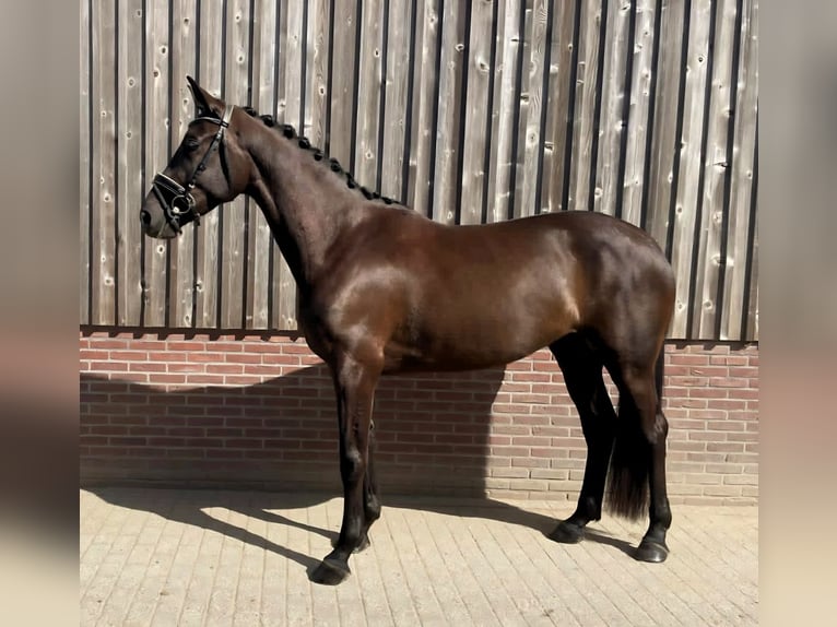 KWPN Merrie 4 Jaar 170 cm Zwart in Leusden