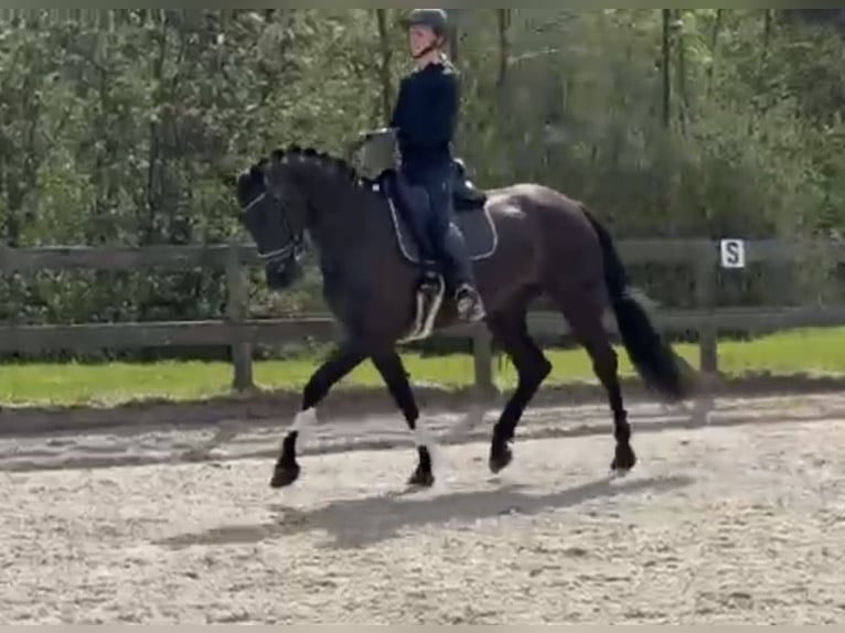 KWPN Merrie 4 Jaar 170 cm Zwart in Leusden