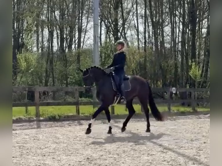KWPN Merrie 4 Jaar 170 cm Zwart in Leusden