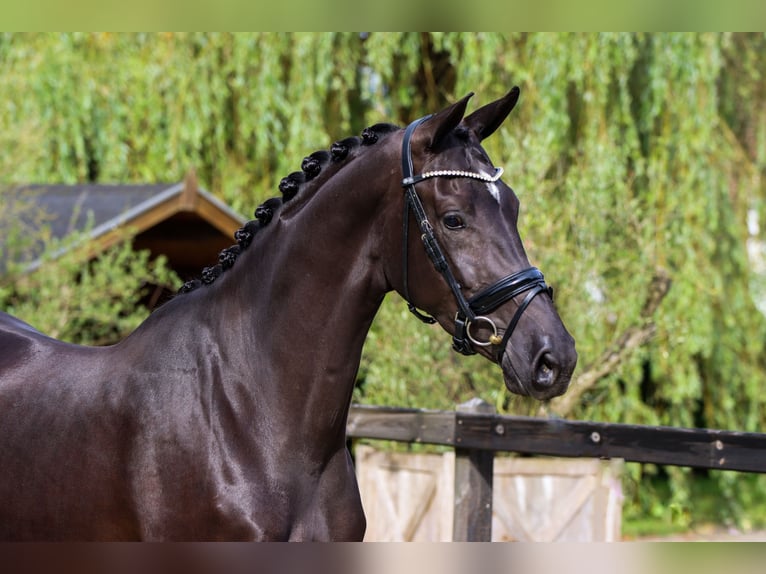 KWPN Merrie 4 Jaar 170 cm Zwart in Rees